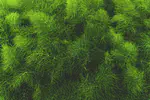 Algae Database: Explore the diversity and function of algae